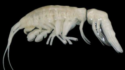 Large, ghostly white crab-like predator discovered at the bottom of the Atacama Trench