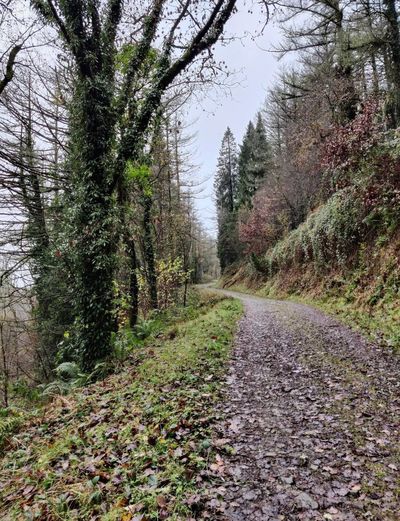 Map and notepaper among clues to identity of skeletal remains found in Welsh woodland 45 years ago