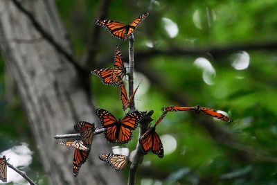 U.S. wildlife officials plan to list monarch butterflies as threatened species