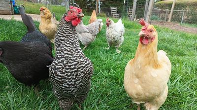 How I made my chicken coop smarter than my chickens