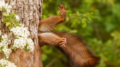 A stuck squirrel gets its nut! The hilarious winning images of the Nikon Comedy Wildlife Awards are announced