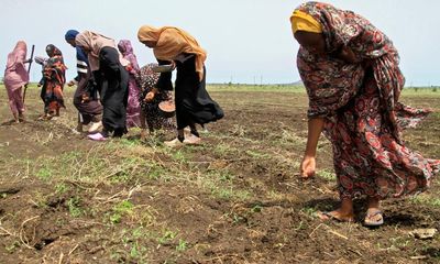 Global food production at increased risk from excess salt in soil, UN report warns