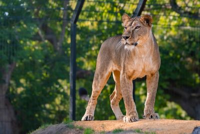 Kent animal sanctuary meets £500,000 fundraising target to rescue Ukraine lions