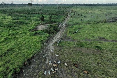 Brazilian beef and leather companies fall short in tackling deforestation, a study finds