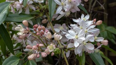 How to grow evergreen clematis – for year-round greenery and extraordinary spring blooms