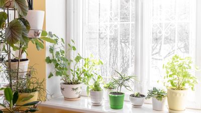 How to keep houseplants warm in winter – 5 methods to protect your indoor plants from cold