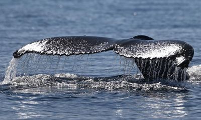 Humpback whale makes record journey of more than 13,000km from South America to Africa