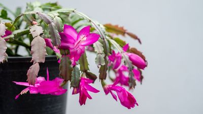 Why Is My Christmas Cactus Turning Yellow? Your Flourishing Bloom May Be Wilting Away, and Here's Why