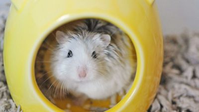 Need to know how to set up a hamster cage? Our vet shares her top tips