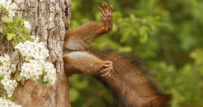 The Winners Of The Nikon Comedy Wildlife Awards Have Been Announced (19 Pics)