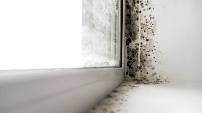 7 ways you might be encouraging mold in your home this season