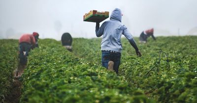 Nature decline and rising temperatures pose risk to UK food security, shows report