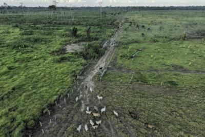 Report Reveals Inaction By Brazilian Beef Industry On Deforestation