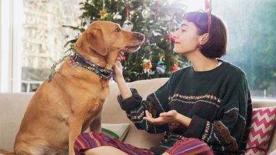 How to include your pet in Christmas traditions? Give these 5 fun pet-friendly ideas a try!