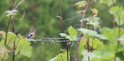 The hidden benefits of birdsong