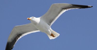 Hawks to be retired as seagull deterrents as council looks to take new approach
