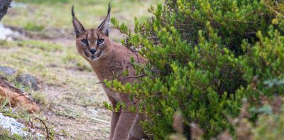 Cat videos and wild caracals: how the internet’s viral trends can help conservation