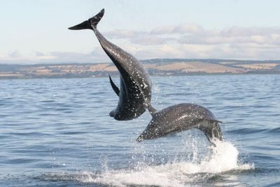 Tool developed to track dolphins by their ‘regional accent’