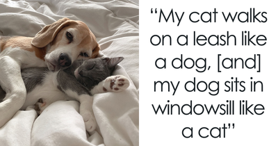 Beagle And Cat Best Friends Go Viral Online As People Love How Similar They Became To Each Other