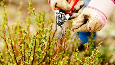 When to prune barberry – experts reveal the exact timing for deciduous and evergreen varieties