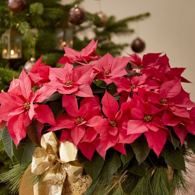 How to care for poinsettias – 8 ways to help them thrive, from choosing a healthy plant to the perfect watering schedule