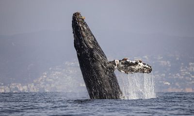 Humpback whale’s spectacular breach is sadly revealing; photos