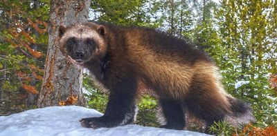 Alberta’s lifting of restrictions on wolverine trapping could spell disaster for a declining population