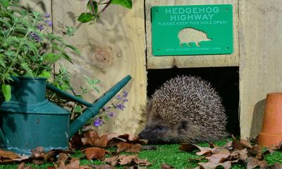 Housebuilders supply only half of promised nature-friendly features, survey finds