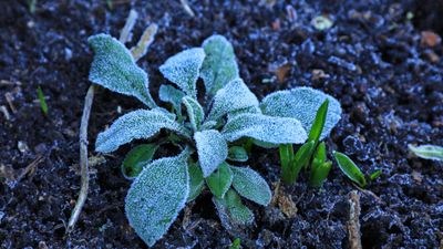 When to cover plants for frost – experts reveal the temperatures that trigger action