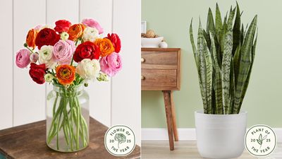 Ranunculus and snake plant top the charts in trends poll – here's how you can nurture them at home