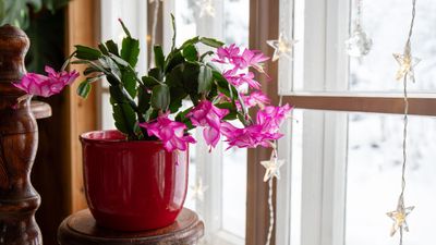 Why Is My Christmas Cactus Turning Purple? 4 Care Mistakes That Can Harm Your Plant — And How You Can Fix It