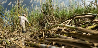 Sugarcane trash can produce energy – what South Africa’s small farmers need to make this happen