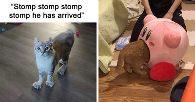 38 Funny Cat Memes For A Well-Deserved Chuckle