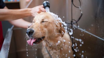 How to give a dog a bath: A vet’s guide