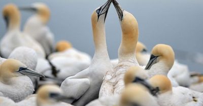 RSPB Scotland calls for action to save seabirds as new conservation plan launches