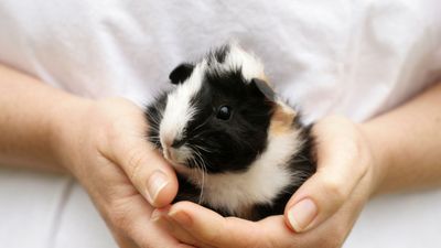 Reasons to get a guinea pig that are enough to convince anyone