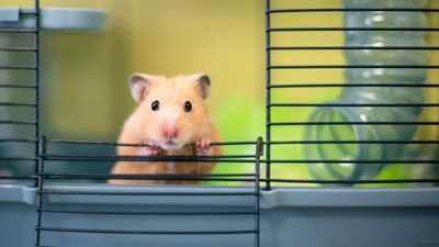 Our vet explains why hamsters bite their cage and what you can do to help