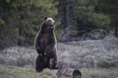 Environmental Groups Petition For Rocky Mountain Grizzly Bear Protection