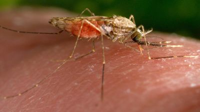 Malaria deaths drop to pre-Covid levels, but WHO warns progress still too slow