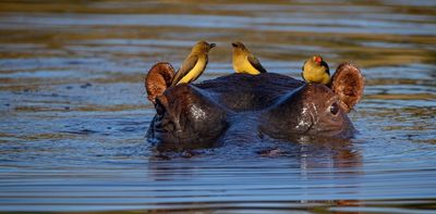 Hippos have been neglected by scientists – that’s why we’re building Africa’s first hippo database