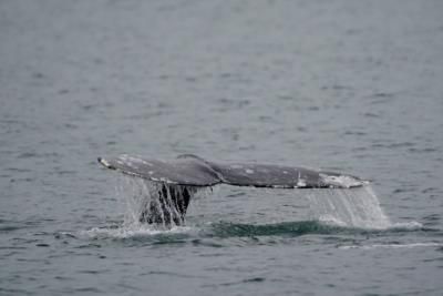 Japan Resumes Commercial Whaling, Sells Fin Whale Meat