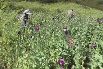 UN Report: Myanmar Opium Production Declines, Future Expansion Possible