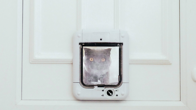 How to train a cat to use a cat door: Our vet's simple 4-step guide