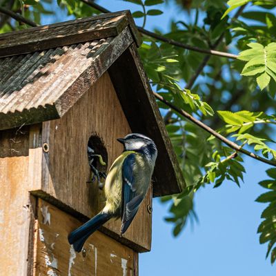 Bird box winter care - 6 things wildlife experts are urging gardeners to do now to keep birds safe and warm