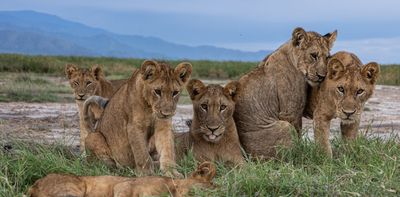 Counting Uganda’s lions: we found that wildlife rangers do a better job than machines