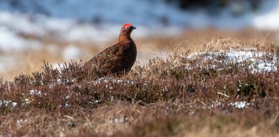 Who really cares for the British countryside? Not landowners, says green campaigner’s new book