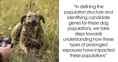 A New Study Shows That Dogs Living Near Chornobyl Are Genetically Different To Others In The World