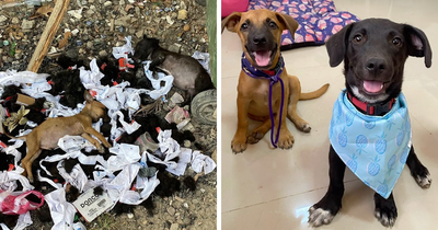 Two Puppies Make A Successful Recovery After Being Left In Critical Condition In A Garbage Pile