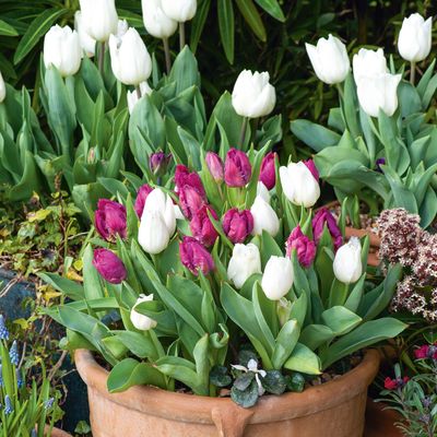 Is December too late to plant tulip bulbs? Here's what the experts say