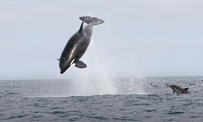 Exotic orcas ambush dolphins off San Diego in striking new footage